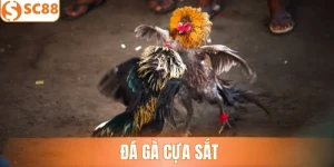 Đá Gà Cựa Sắt - Tìm Hiểu Hình Thức Chọi Kê Đối Kháng Cao