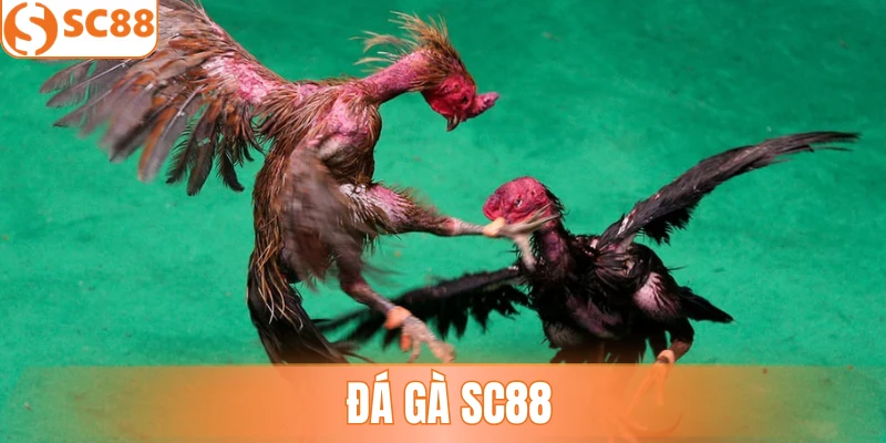 Đá Gà SC88 - Sân Chơi Cá Cược Chọi Kê Hàng Đầu Hiện Nay