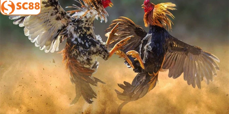 Giải thích khái niệm loại đá gà