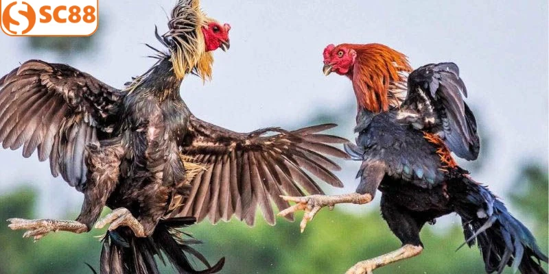 Hiểu rõ khái niệm đá gà cựa sắt