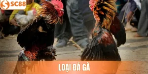 Loại Đá Gà - Các Lựa Chọn Theo Dõi Phổ Biến Cho Hội Viên